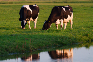 Dairy cows | AHBD TB Advantage | CIEL