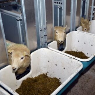 AFBI Sustainable Sheep Production Research Platform | CIEL