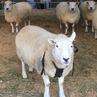 sheep | small ruminants research platform | CIEL