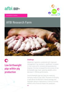 AFBI Research Farm Low Birth Weight Pigs | CIEL