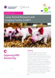 Large Animal Research Imaging Facility (LARIF) Engineering PRRS Resistant Pigs