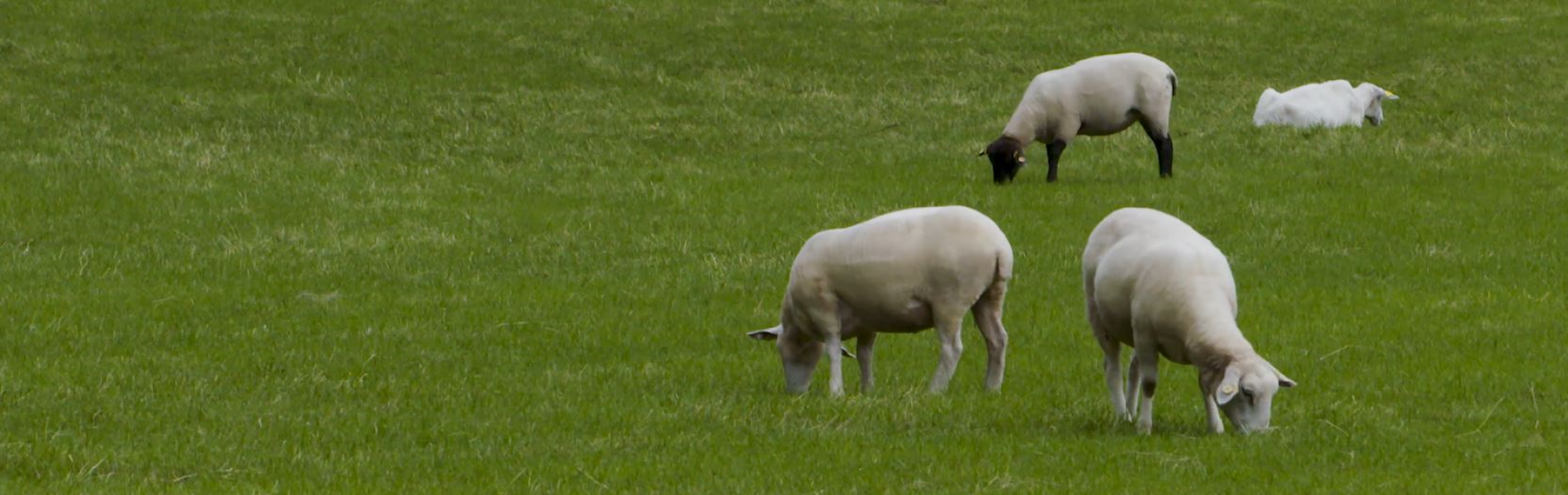 Sheep Grazing | AFBI