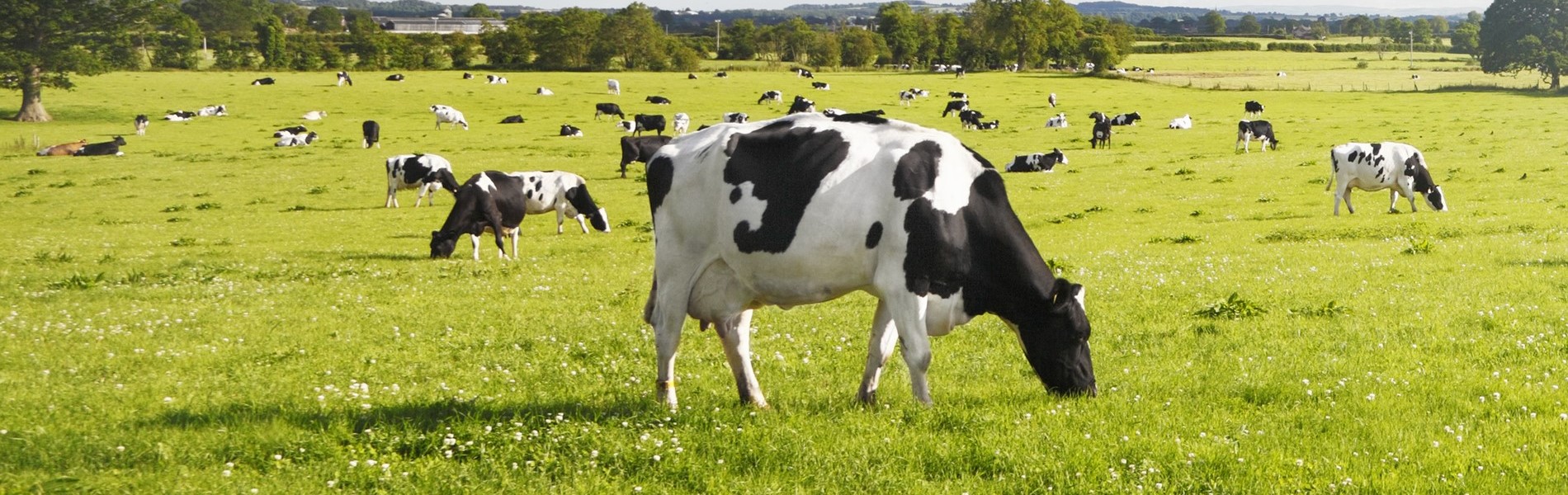 Dairy Cattle Grazing