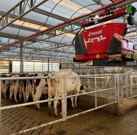 Cows | CIEL | Duchy Future Farm
