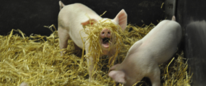 Pigs in Straw | SRUC Pig Research | CIEL