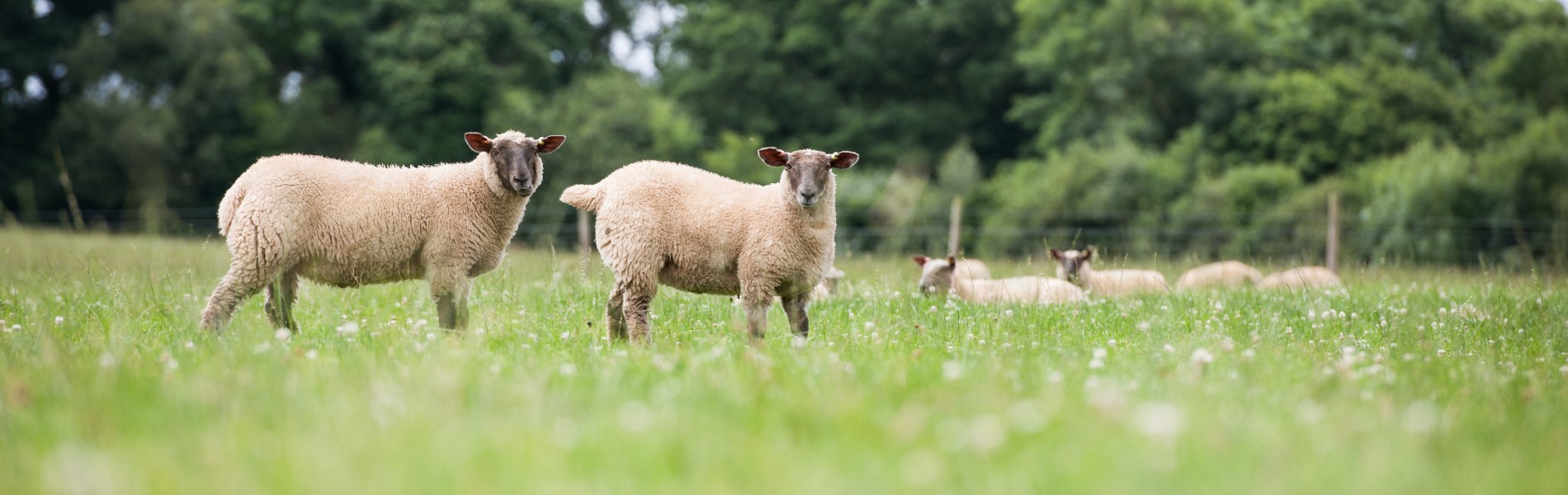 Sheep | CIEL | North Wyke Farm Platform