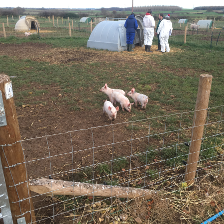 Outdoor Research Platform | National Pig Centre