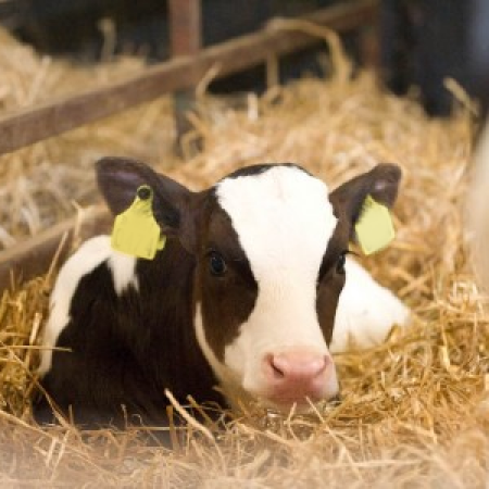 Determining risk to diary-sourced bull calves | CIEL | UK beef farming