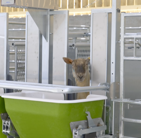 Single Sheep at Feeder | Robert Orr Small Ruminant Facility | protecting livestock against pests
