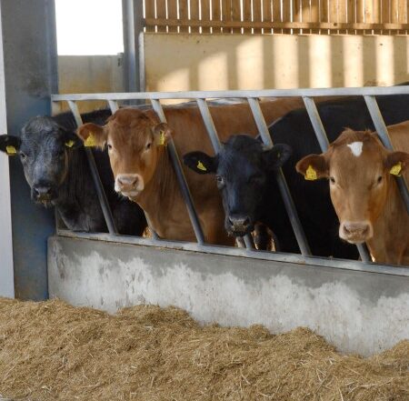 Beef Cattle | AHDB Feed into Beef
