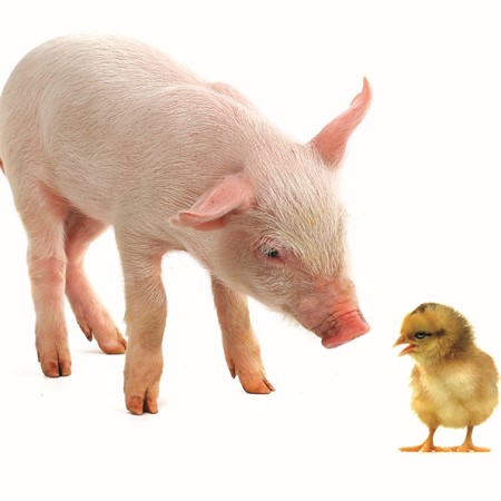 Pig and Chick