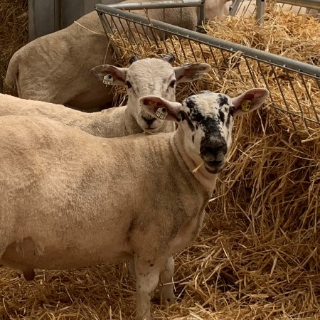 Sheep | LARIF | CIEL Services | Innovation Excellence in Livestock