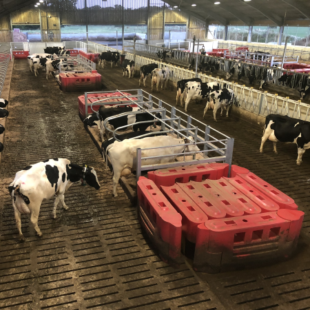 Flexible Layout Facility | CDSI | Dairy Cattle
