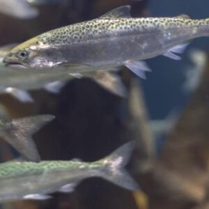 Fish Study aims to produce lice-resistant salmon 400