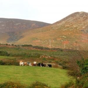 study on the future of Hill and Upland Farming