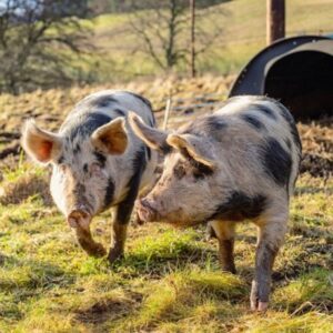 news-two-pigs-and-their-house | Sociable pigs
